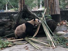 -都江堰中华大熊猫苑