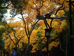 -杭州植物园