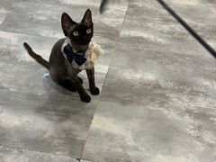 -楼上猫咖(罗湖店)