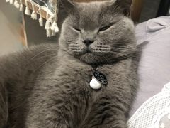 -熊小胖宠物生活馆(天华园店)