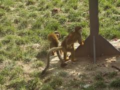 -石家庄市动物园