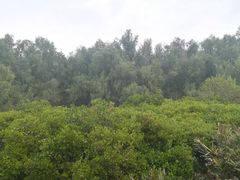 -大亚湾红树林城市湿地公园
