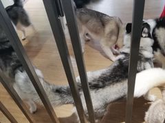 -Husky Go! 哈士奇体验馆·宠物咖啡厅狗咖