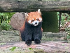 -都江堰中华大熊猫苑