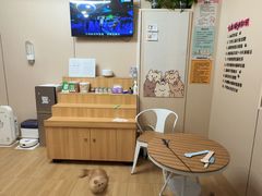 -唐小姐の私宠·宠物洗护美容·撸猫馆·购宠(周浦万达旗舰店)