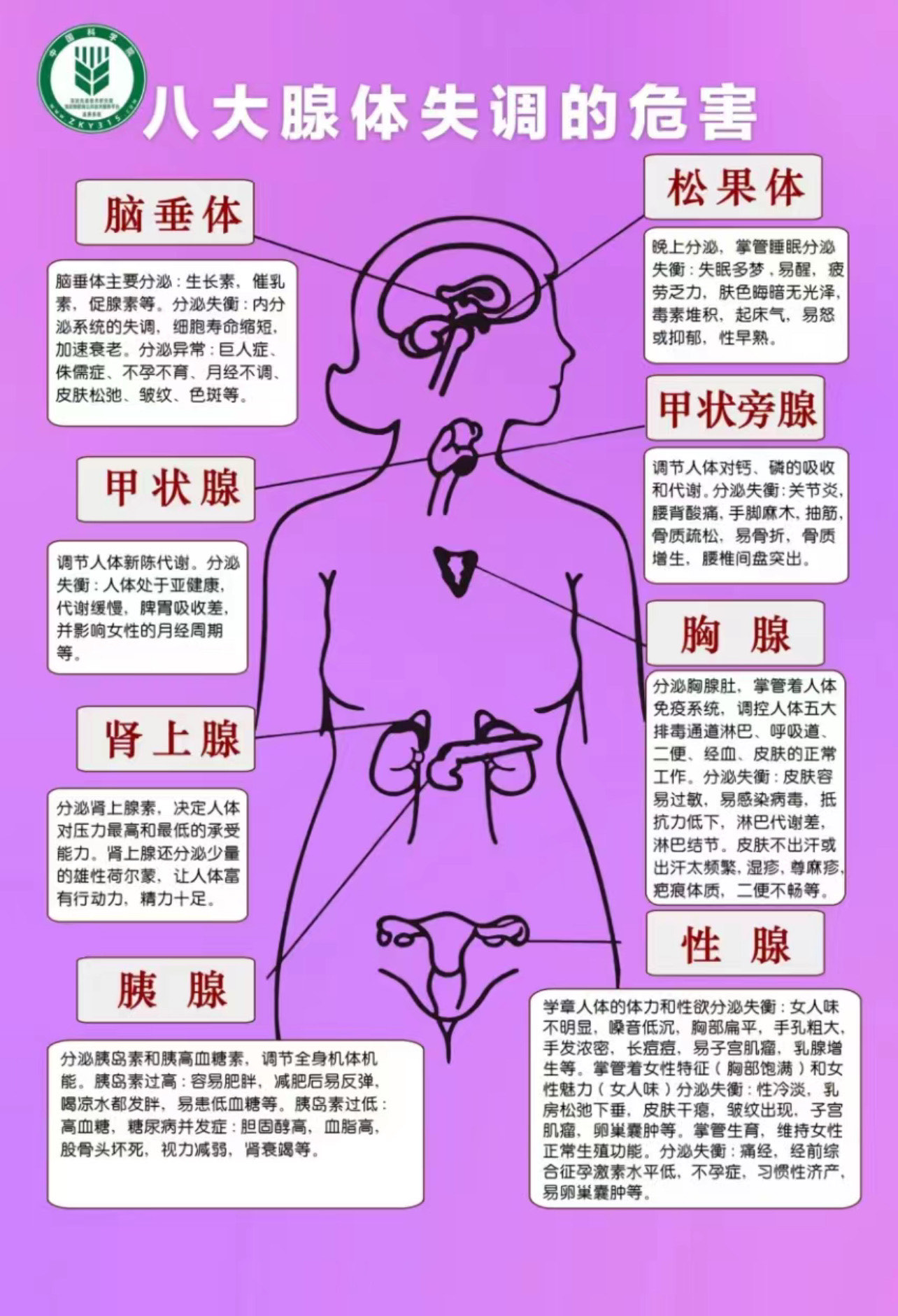 人体八大腺体准确位置图片