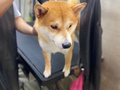 -PETKIT小佩宠物·低压洗护(国顺东路店)