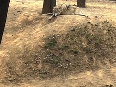 -石家庄市动物园