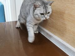 -美联众合动物医院·24h京西诊疗中心