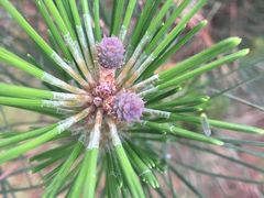 -二一九公园