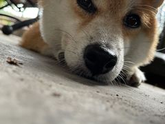 -柴犬高等学院·狗咖·柴犬售卖·宠物训练