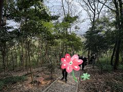 -上海佘山国家森林公园天马山园