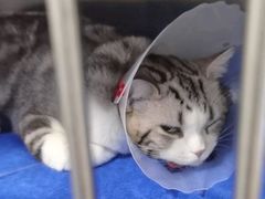 -佑安动物医院·全科·内窥镜中心(幸福巷店)