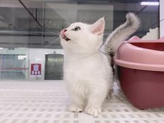 -1013 PET SHOP精品宠物商店(丁香店)