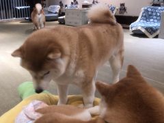 -逗柴咖啡屋·狗咖猫咖宠物桌游