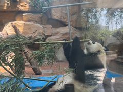 -成都动物园