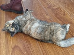 -瑞派福兴宠物医院犬猫全科·骨科·中西医结合(河东店)