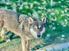 -北京野生动物园