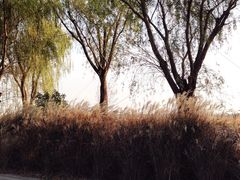 -同里国家湿地公园