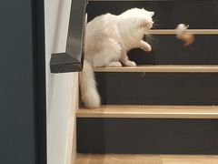 -瞄一喵猫咖(格力海岸店)