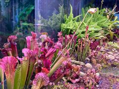 -中国科学院西双版纳热带植物园