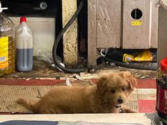 -嵊州特色小吃(萧山街店)