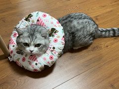 -中农大我爱我爱24h动物医院·中医针灸·猫专科·骨科医疗中心(双井店)