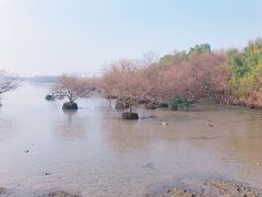 -宝安西湾红树林湿地公园