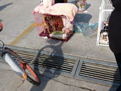 -中环花鸟鱼虫市场