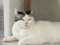 -喵园·猫主题咖啡厅·撸猫·猫咖(国贸店)