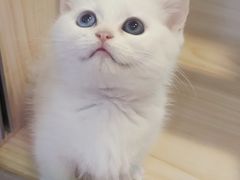 -爪爪喵星球·猫舍(前海卓越店)