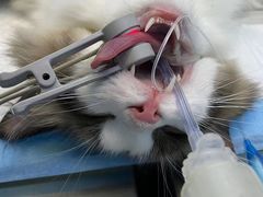 -关爱宠物医院·猫科中心·消化科(滨湖万达分院)