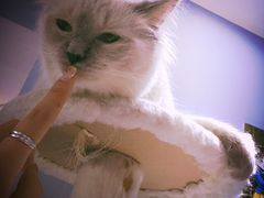 -喵的天空名猫咖啡馆·撸猫·猫舍·用品