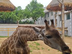 -西霞口神雕山野生动物世界
