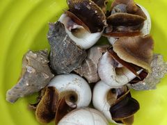 -铂丽斯国际大酒店-凯悦自助餐厅