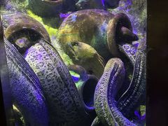 -太平洋海底世界