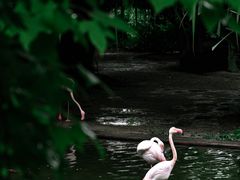 -九龙公园