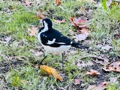 -墨尔本皇家植物园