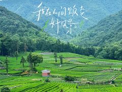 -龙坞茶村