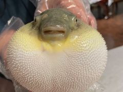 -肆月河豚·新淮扬(金融街店)