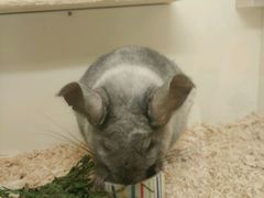 -龙猫仔乐园(惠福东路店)