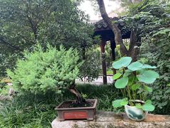 -上海醉白池公园