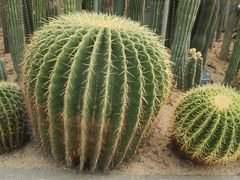 -深圳仙湖植物园