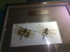 -上海昆虫博物馆