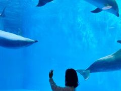 -海合安成都极地海洋公园
