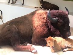 -陕西自然博物馆