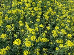 android_upload_pic-南汇桃花村