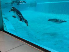 -帝企鹅自助餐厅•儿童岛•真企鹅(长隆企鹅酒店)