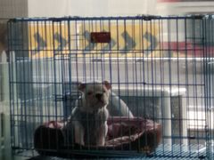 -佳百利宠物(荣乐中路115弄小区店)