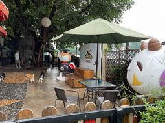 -柴犬高等学院·狗咖·柴犬售卖·宠物训练